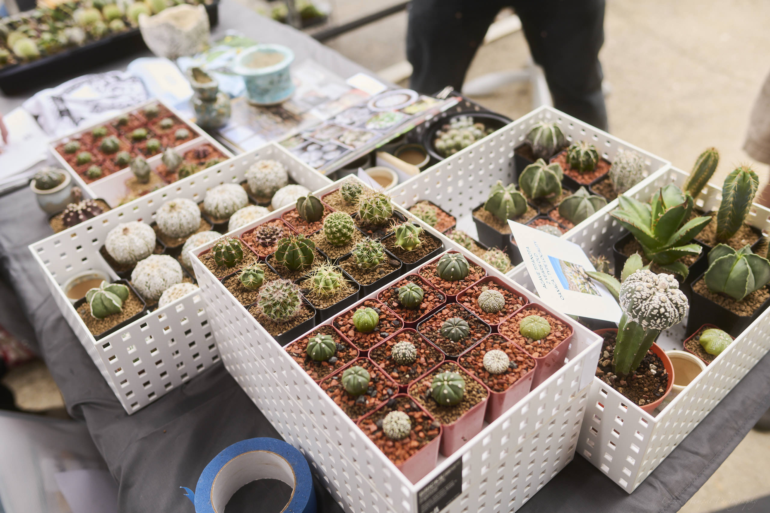 Plant Market April 2026 by Chris Gampat 2